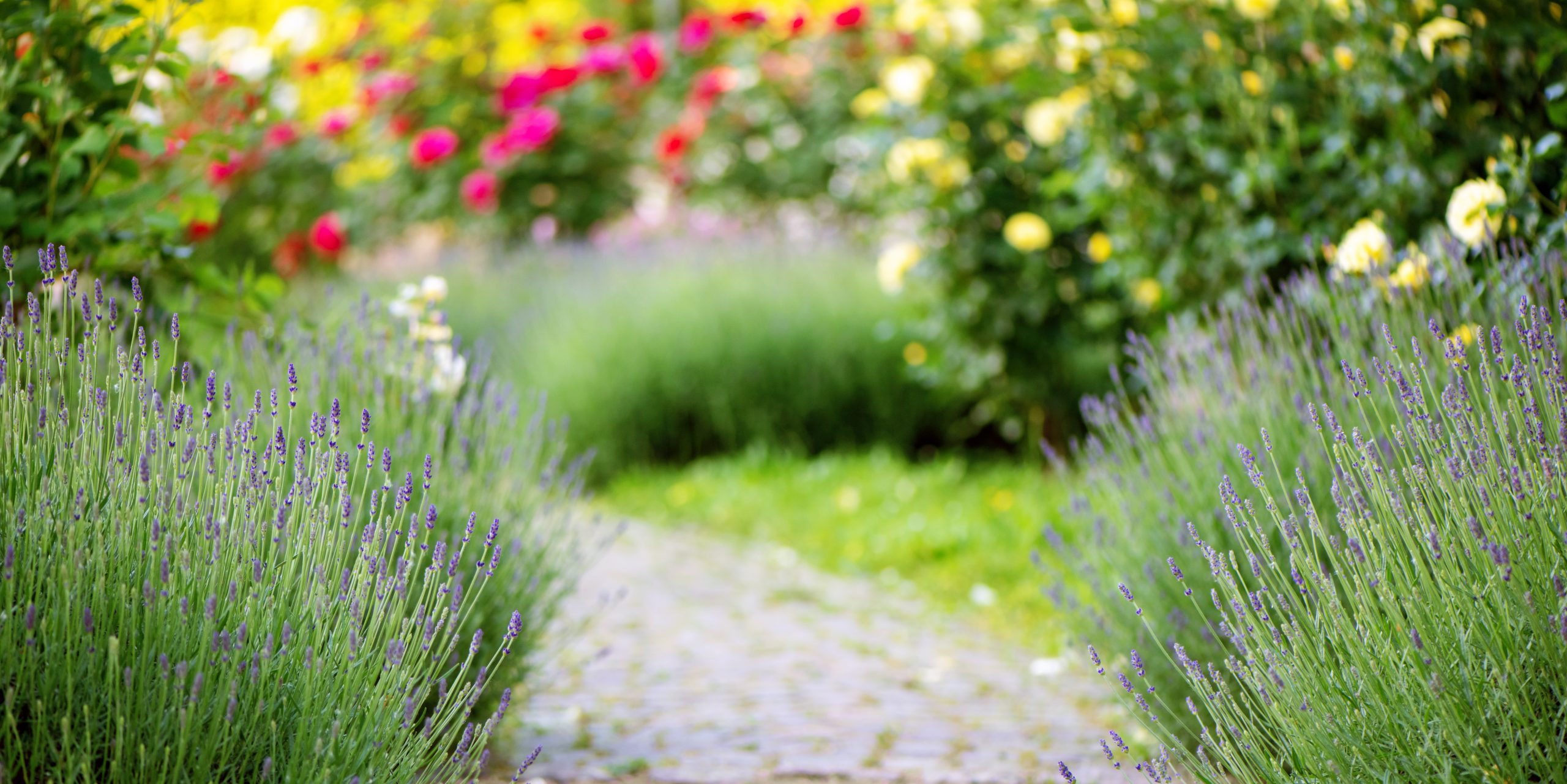 Garten-Service ein gepflegter Garten